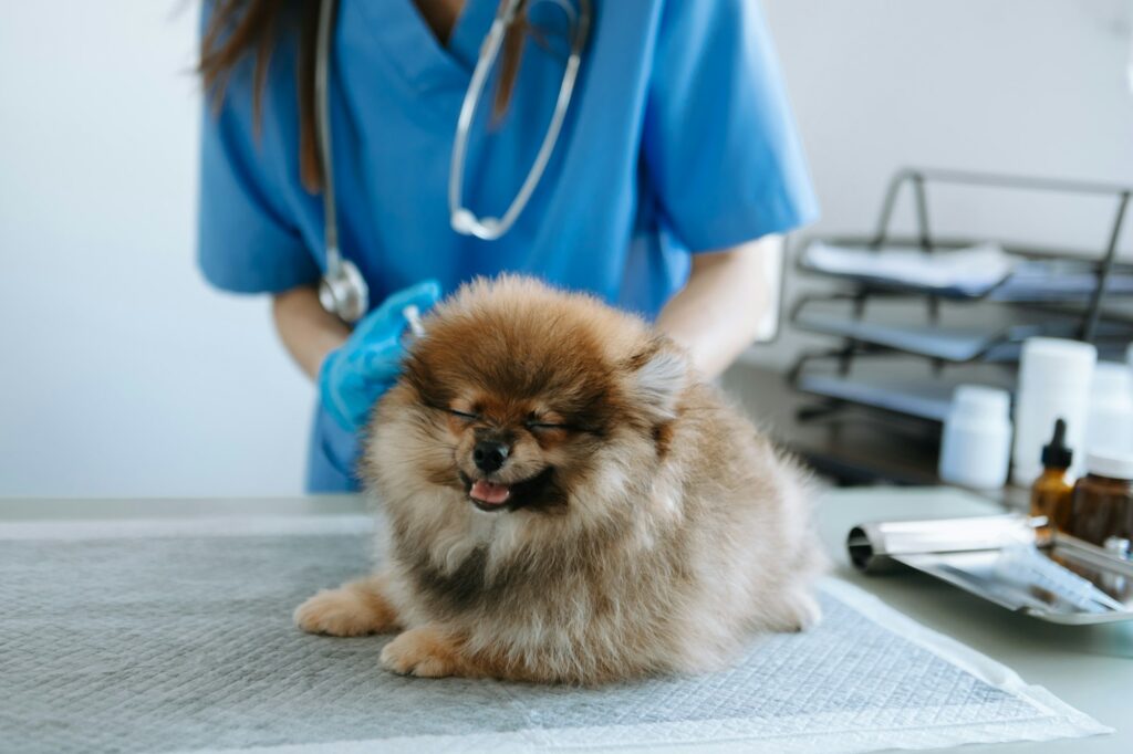 Veterinarian doctor and Pomeranian puppy at veterinary ambulance. in veterinary clinic